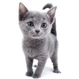 ロシアンブルー