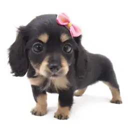 ミニチュア・ダックスフント