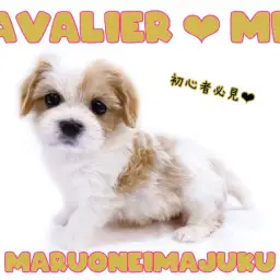 【 MIX犬 】マルチーズとキャバリアのレアMIX!奇跡のマルキャバが聖地に降臨