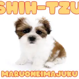 【 シーズー 】ホワイト&ゴールドの被毛が美しいペチャ顔代表の天真爛漫ガール登場!