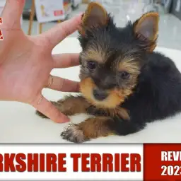 【 ヨーキー 】立派な立ち耳と優しい眼差し!!元気いっぱいの男の子!