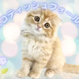 【 スコティッシュフォールド 】希少な折れ耳、長毛のプリンスがやってきた!