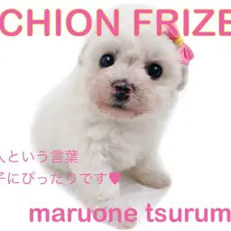 【 ビションフリーゼ 】優しいお顔の貴婦人！ホワイトのアフロ犬！