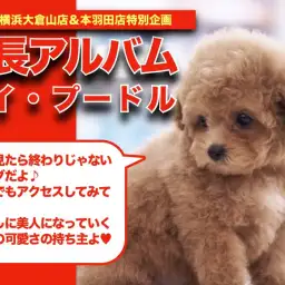 【 トイプーちゃんの成長アルバム 】濃いめのアプリコットカラー!トイプーちゃんの成長記録