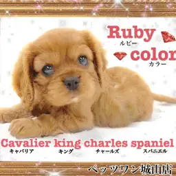 【 キャバリア・キングチャールズ・スパニエル 】宝石のようなルビーキャバリア
