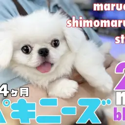 【 ペキニーズ 】甘えん坊で愛されキャラ!寄り添い癒しを届けるワンコの2nd記事