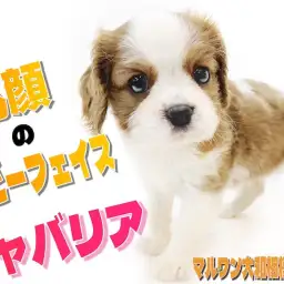 【 キャバリア 】丸顔のベビーフェイス!優しいルックスに癒される事間違いなし!
