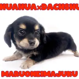 【 MIX犬 】チワワとダックスの最強MIX！初心者必見の温厚なチワックス登場！