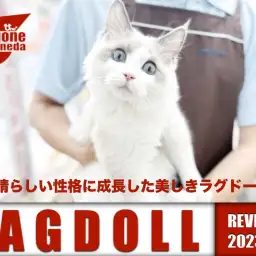 【 ラグドール 】スタッフが手塩にかけて育てた性格抜群のラグちゃん！