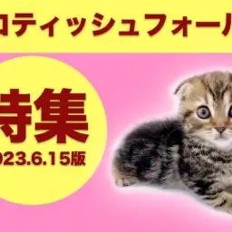 【 スコティッシュフォールド特集 】6/15現在在店中の人気NO1ニャンコ特集!