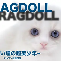 【 ラグドール 】青い瞳の美少年・シールポイントの成長変化が楽しみで仕方がない!