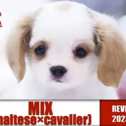 【 MIX 】ブレナムスポット・ドワーフ体型！人気急上昇のマルキャバMIX！