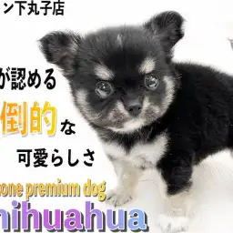 【 チワワ 】プロが認めたプレミアム認定！マズルの短さ、ドワーフ体型と正に完璧！