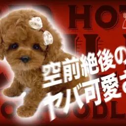 【 トイプードル 】環境馴れ抜群！素晴らしい被毛と愛らしいお顔の男の子！