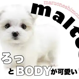 【 マルチーズ 】容姿も性格も圧倒的な可愛らしさ！お迎え後は街中の小さなアイドル