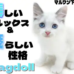 【 ラグドール 】穏やかさは猫界No.1？見た目も中身も可愛すぎる子猫が登場！