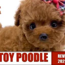 【 トイプードル 】明るく社交性高い鮮やかなレッドカラーの女の子!