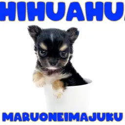 【 チワワ 】生後59日体重414g!目ヂカラ最強の極小チワワが聖地に降臨!