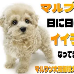 【 MIX 】ぬいぐるみの様なマルプー！お利口さんに過ごす毎日を届ける2nd記事