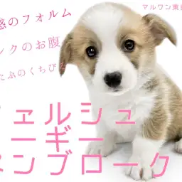 【 ウェルシュコーギーペンブローク 】ご飯大好き！ピンクのお腹で癒されちゃう！