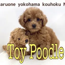 【 トイ・プードル 】濃厚レッドのイケメンプードルは遊びの天才!