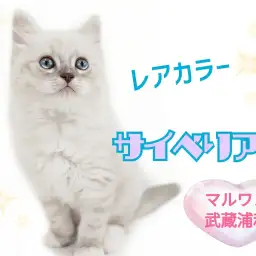 【 サイベリアン 】レアカラー！クールな外見に甘えん坊なギャップ萌えにゃんこ