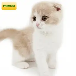 スコティッシュフォールド