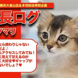【 ソマリちゃんの成長アルバム 】見た目と性格のギャップがたまらない!甘えん坊ソマリちゃんの成長記!