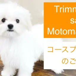 【 元町トリミング 】トリミングコースのご紹介!愛犬サッパリさせます!