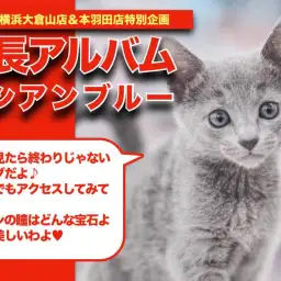 【 ロシアンブルー成長アルバム 】美しき被毛と体と瞳の成長記録！