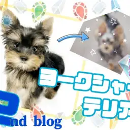 【 ヨークシャーテリア 】キラキラの輝きが出ました!性格も磨きがかかる男の子