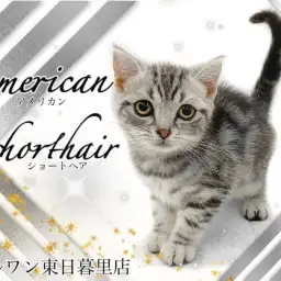 【 アメリカンショートヘア 】「撫でて!」と頭突きしてくる甘えん坊アメショちゃん