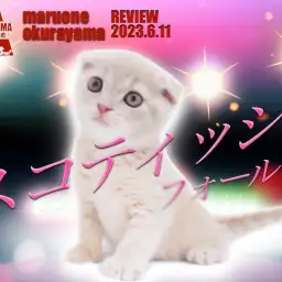 【 スコティッシュフォールド  】たれ耳クリームの大倉山店推しの子にゃんこ登場！