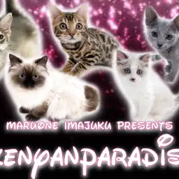 【 今宿ニャンコ 】マルワン横浜今宿店のイケニャン祭り！C5の最新情報をお届け！