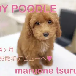 【 トイプードル 】生後4ヶ月!美人ちゃんに成長中!