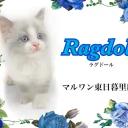 【 ラグドール 】超がつくほど美しいブルーアイの甘えん坊