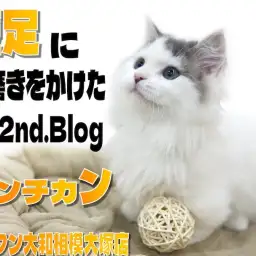 【 マンチカン 】生後4ヶ月目で更に磨きをかけた超短足!甘えん坊な性格も可愛い!