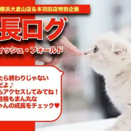 【 スコにゃんの成長アルバム 】お顔もお目々も性格もまん丸スコニャンの成長記！