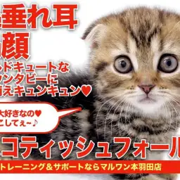 【 スコティッシュフォールド 】超丸顔!エレガントなブラウンカラーの女の子登場!