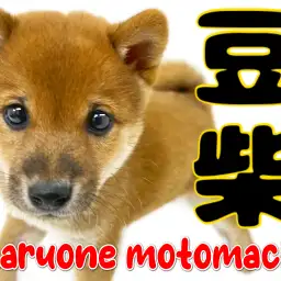 【 豆柴 】鮮やか赤に素朴な瞳!小さい日本犬の可愛さ爆発!!