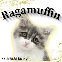 【 ラガマフィン 】甘党王子登場！誰もが酔いしれるラガ君の魅力をレビュー！