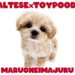 【 MIX犬 】初心者必見の大人気MIX!フレンドリーなアプリコットマルプー登場