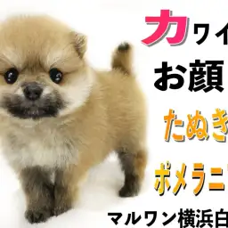 【 ポメラニアン 】あざとい表情で魅了します!小柄なたぬきポメ降臨
