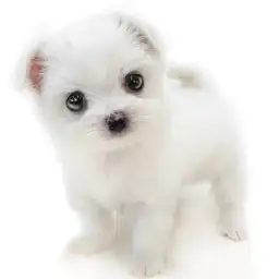 MIX（マルチーズ×チワワ）