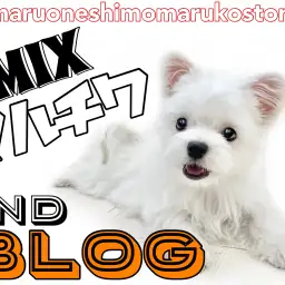 【 MIX 】お散歩デビュー！小柄なマルチワの抜群の愛らしさを届ける2ndブログ