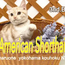 【 アメリカンショートヘア 】5カ月になったアメショ君、店内のお散歩を満喫中