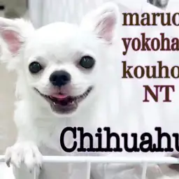 【 チワワ 】NT店の穏やか男子、チワワ君の生後6ヶ月