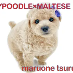 【 MIXマルプー 】MIX界では人気NO.1!アプリコットのイケメン王子様!!