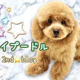 【 トイプードル 】様々なトレーニングを熟す生後半年のタイニープードルちゃん