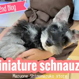 【 ミニチュアシュナウザー 】人懐っこさ200％！甘えん坊ガールの2ndブログ